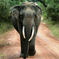 Eléphants du Sri Lanka